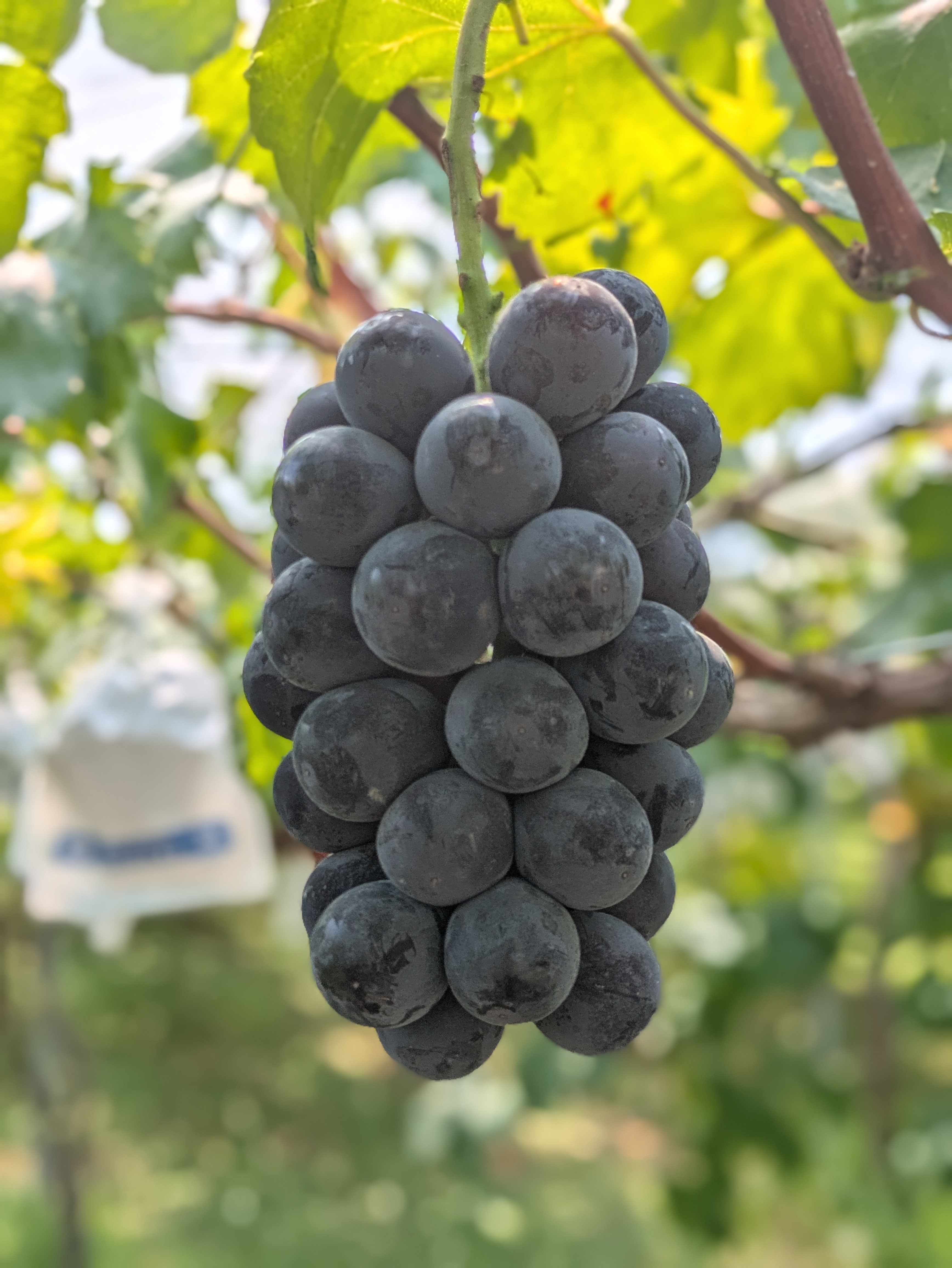 PXL_20250821_035050256.PORTRAIT